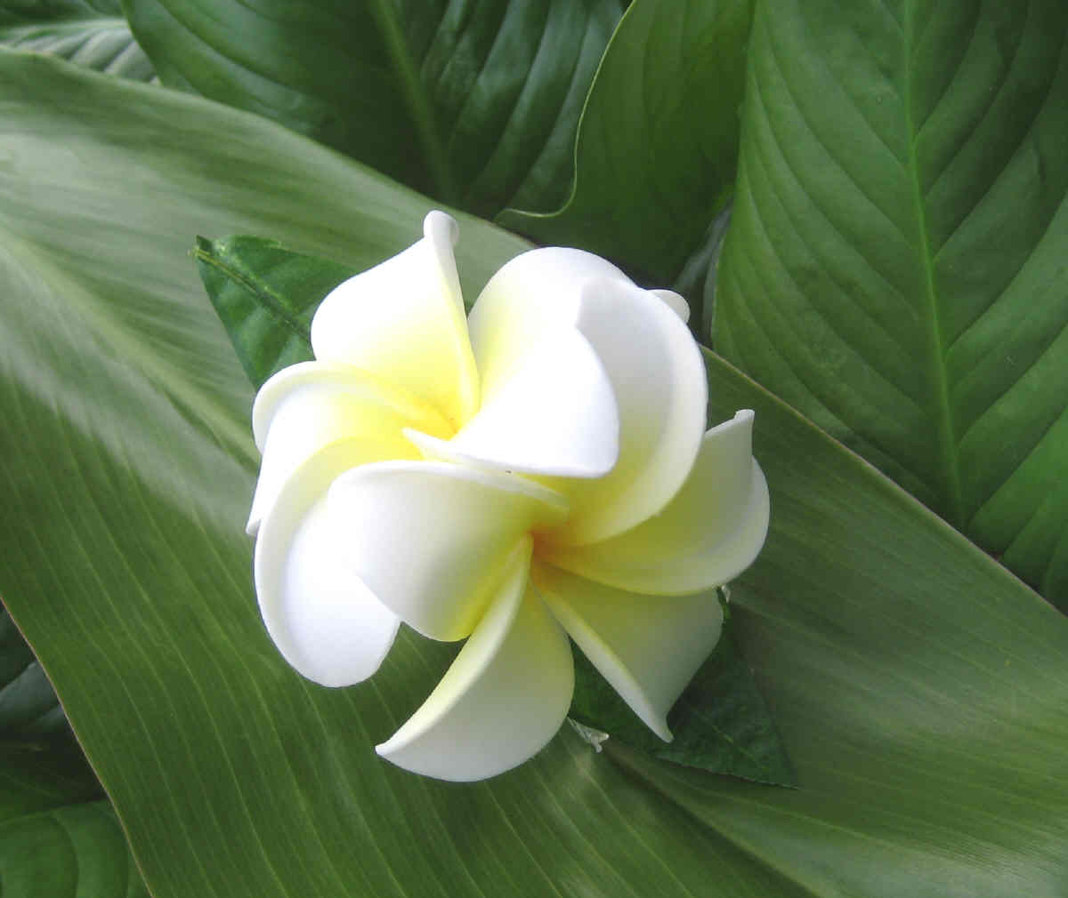 "double plumeria rounded clip"