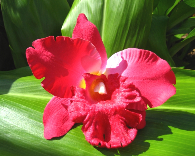 cattleya orchid clip - "fushia red"