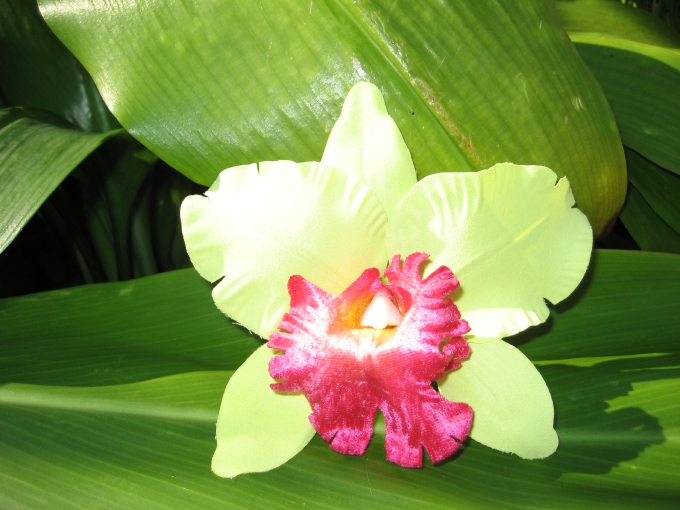 cattleya orchid clip - "green"