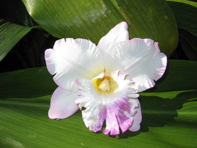 cattleya orchid clip - "white with lavender & pink tips"