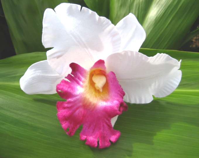 cattleya orchid clip - "white with purple"