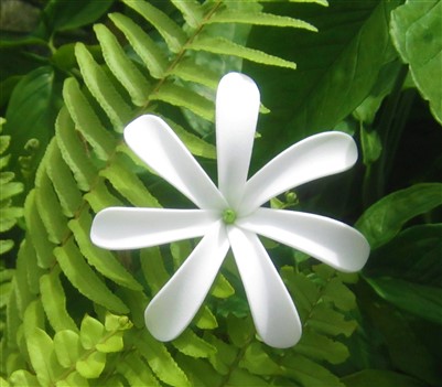 "pinwheel tiare" (tahitian gardenia)