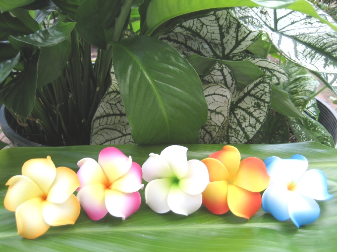 "assorted plumerias" (set of 100)