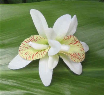 "mini - double white/green orchid clip"
