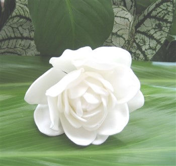 "single gardenia"