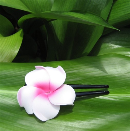 "curly plumeria stick"