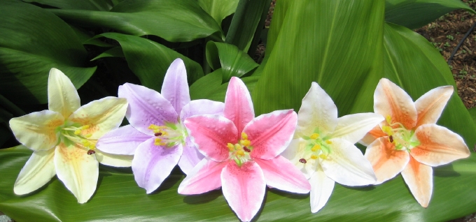 "lilies" (set of 2)