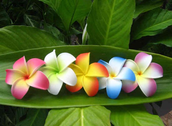 "curled-in plumeria" (for 1)