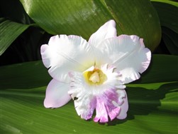 cattleya orchid clip - "white with lavender & pink tips"