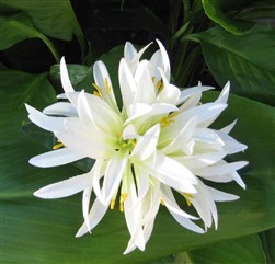 "spider lily clip"