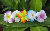 "curly plumeria"  (for 1)