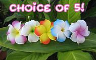 "curly plumeria"  (set of 5)