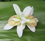 "mini - double white/green orchid clip"