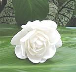"single gardenia"