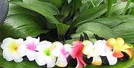 "curly plumeria stick"