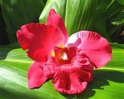 cattleya orchid clip - "fushia red"