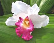 cattleya orchid clip - "white with purple"